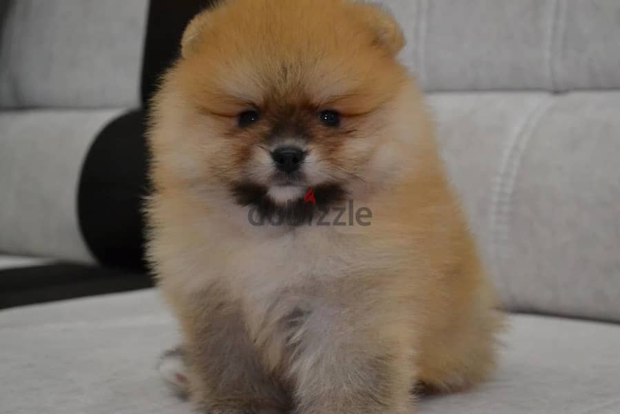 Male & Female Pomeranian for sale 3