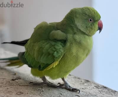 green parrot for sale