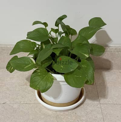 Healthy Indoor Money Plants 7 nos with with metal and ceramic pots