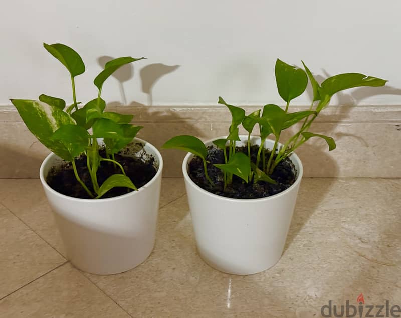 Healthy Indoor Money Plants 7 nos with with metal and ceramic pots 1