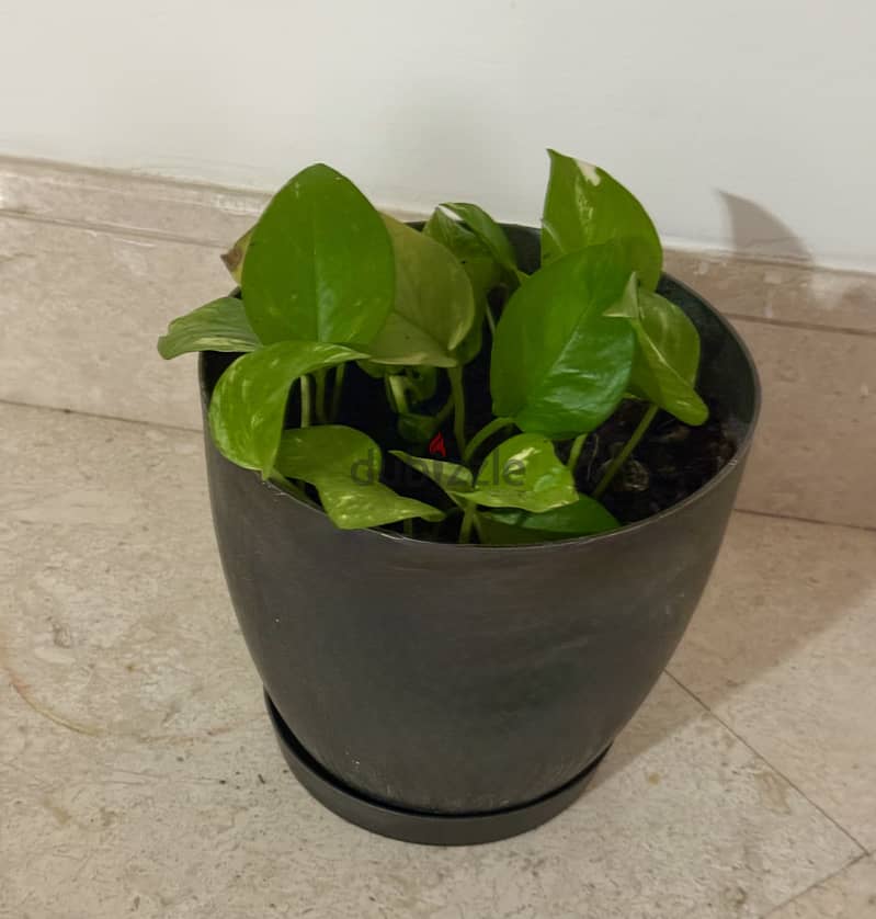 Healthy Indoor Money Plants 7 nos with with metal and ceramic pots 4