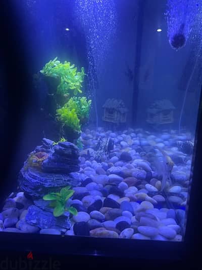 fish tank  for sale coming with fish and decorations  and oxygen tank