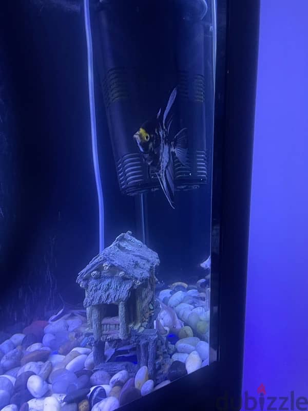 fish tank  for sale coming with fish and decorations  and oxygen tank 4