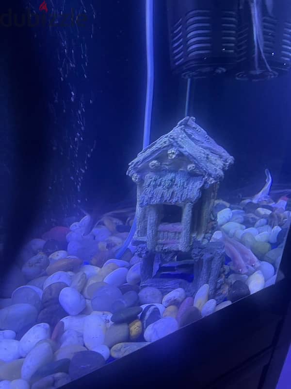 fish tank  for sale coming with fish and decorations  and oxygen tank 5