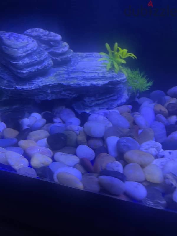 fish tank  for sale coming with fish and decorations  and oxygen tank 6