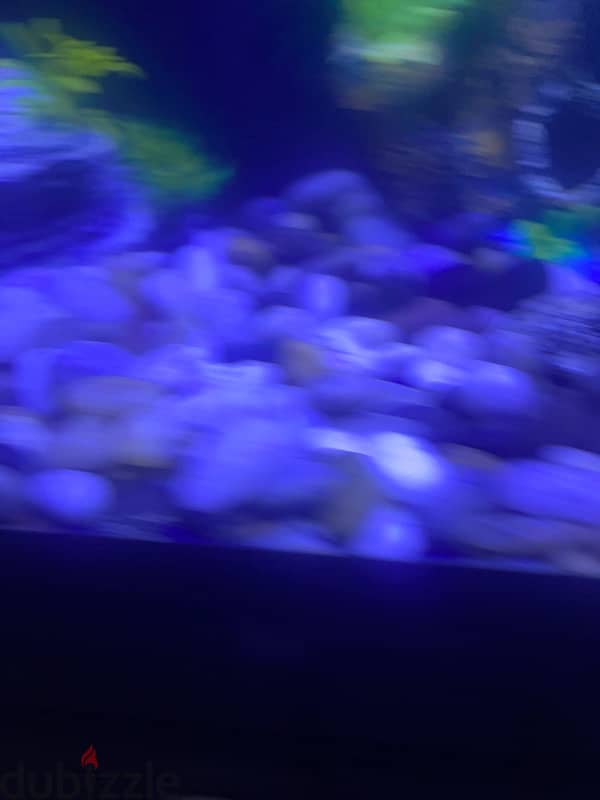 fish tank  for sale coming with fish and decorations  and oxygen tank 7