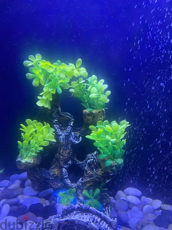 fish tank  for sale coming with fish and decorations  and oxygen tank 13