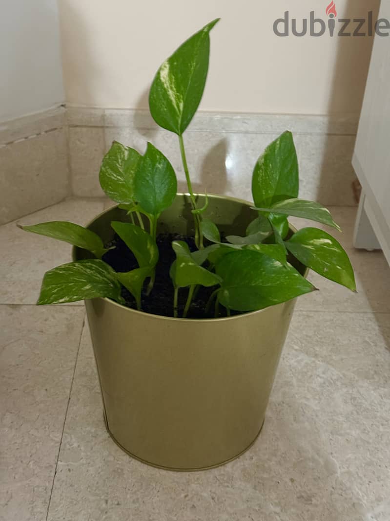 Healthy Indoor Money Plants 7 nos with with metal and ceramic pots 6