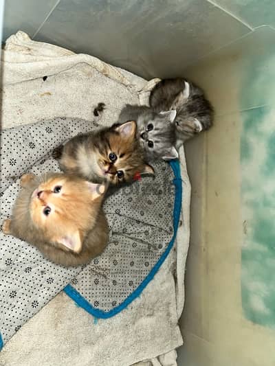 kittens