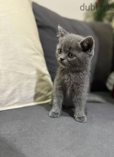 British Scottish kitten for sale