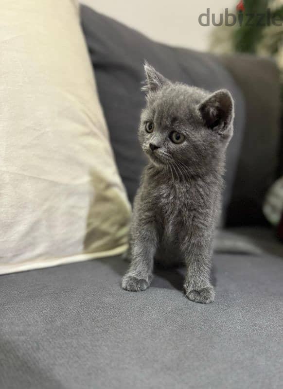 British Scottish kitten for sale 0