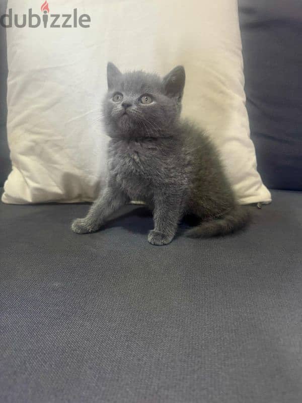 British Scottish kitten for sale 3