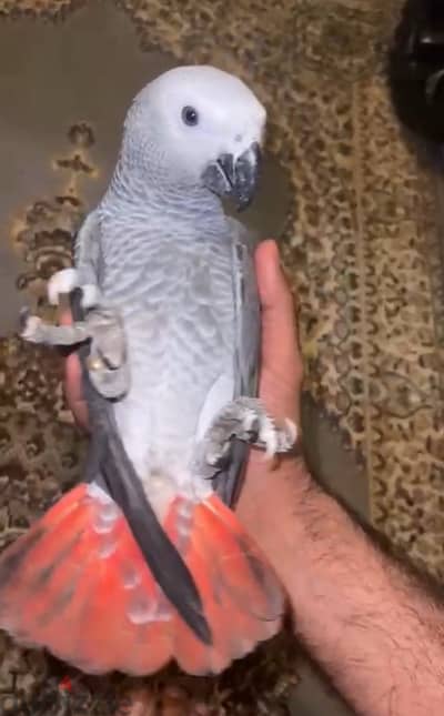 grey parrot