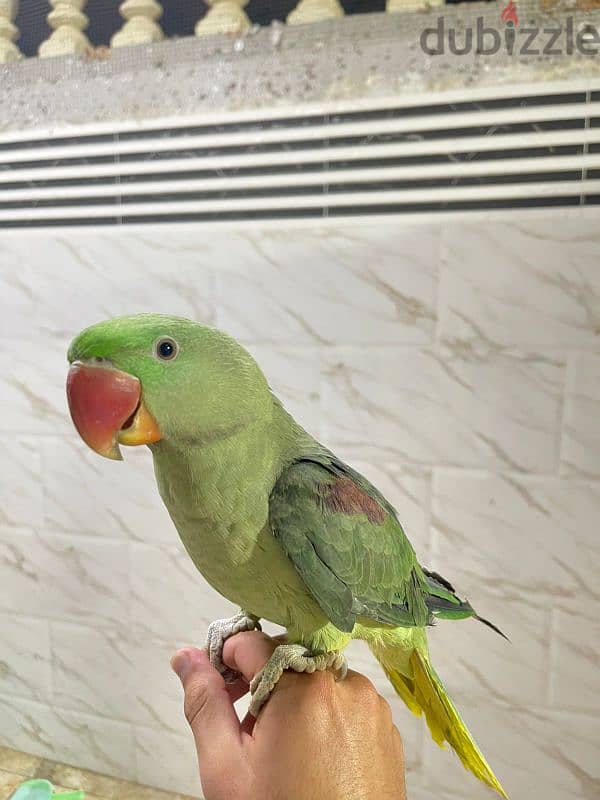 parrots for sell 4