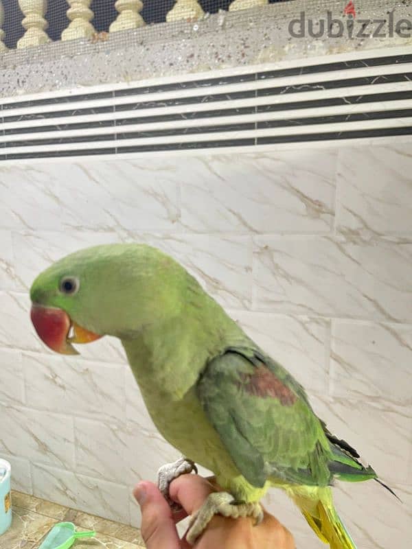 parrots for sell 5