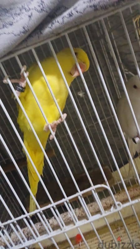 parrots for sell 8