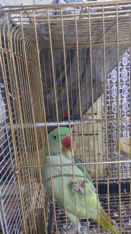 parrots for sell 9