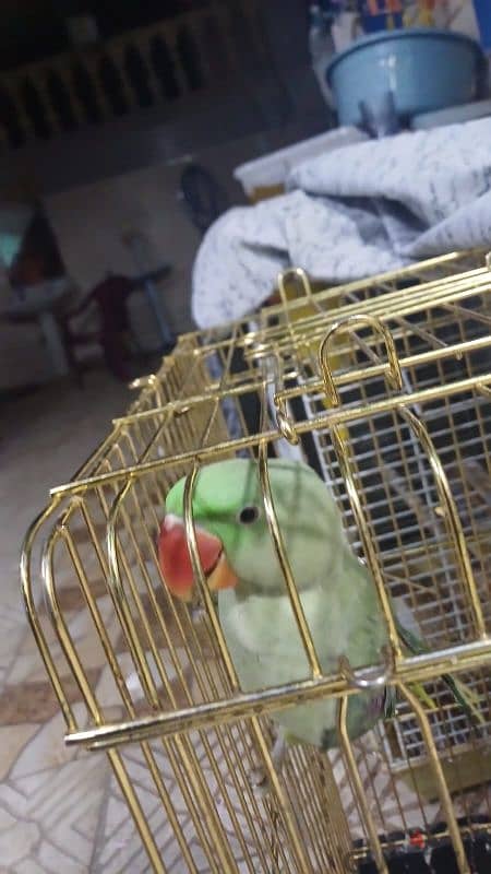 parrots for sell 10