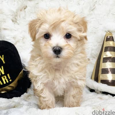 Maltipoo(maltese x poodle)