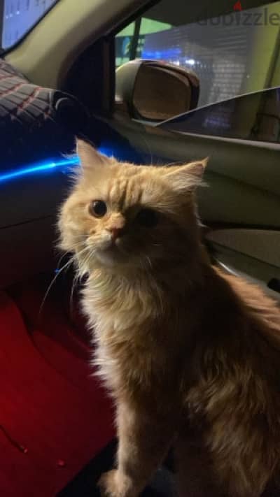 URGENT SELL PERSIAN CAT ! Urgent