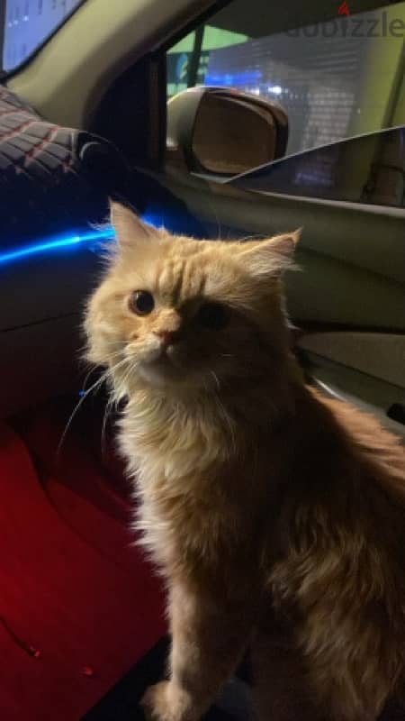 URGENT SELL PERSIAN CAT ! Urgent 0