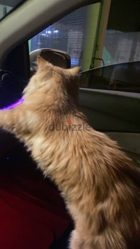 URGENT SELL PERSIAN CAT ! Urgent 1