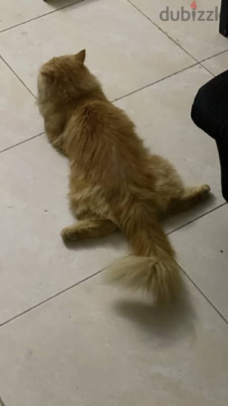 URGENT SELL PERSIAN CAT ! Urgent 3