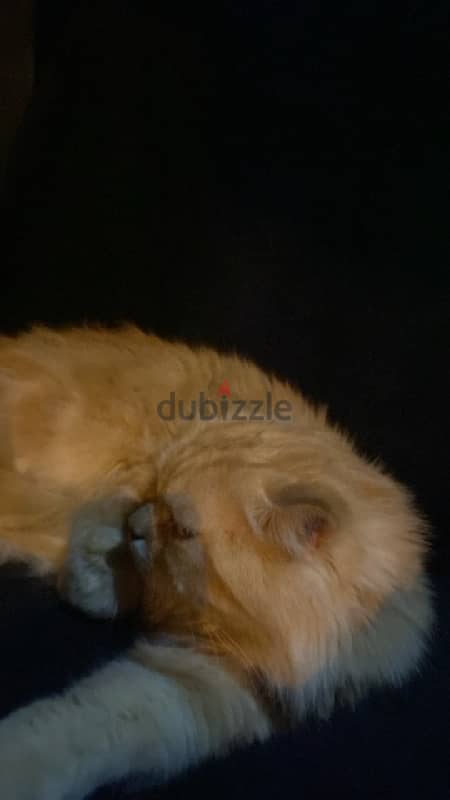 URGENT SELL PERSIAN CAT ! Urgent 4