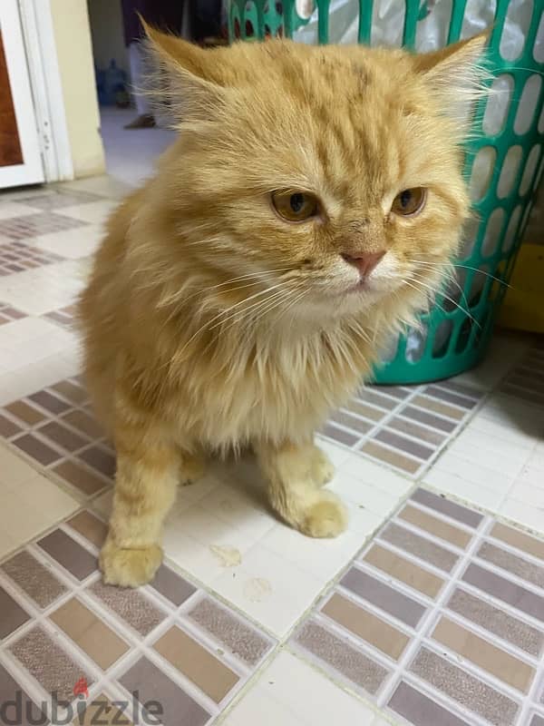 URGENT SELL PERSIAN CAT ! Urgent 5