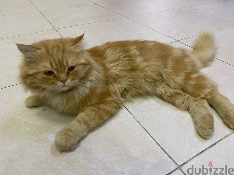 URGENT SELL PERSIAN CAT ! Urgent 6