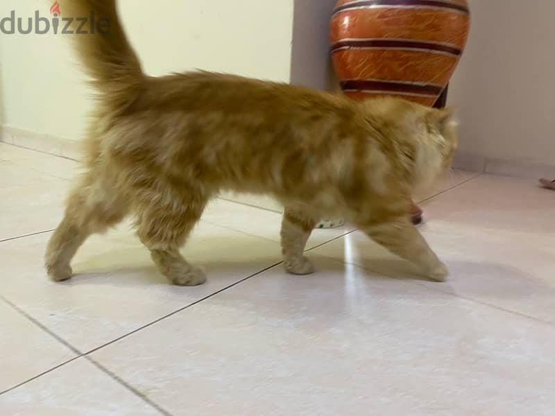 URGENT SELL PERSIAN CAT ! Urgent 7