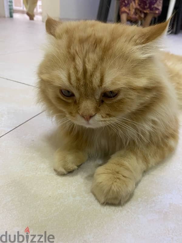 URGENT SELL PERSIAN CAT ! Urgent 8