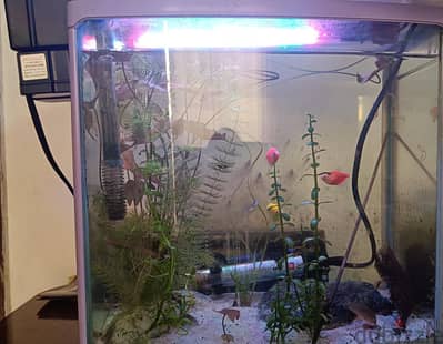 Natural planted aquarium