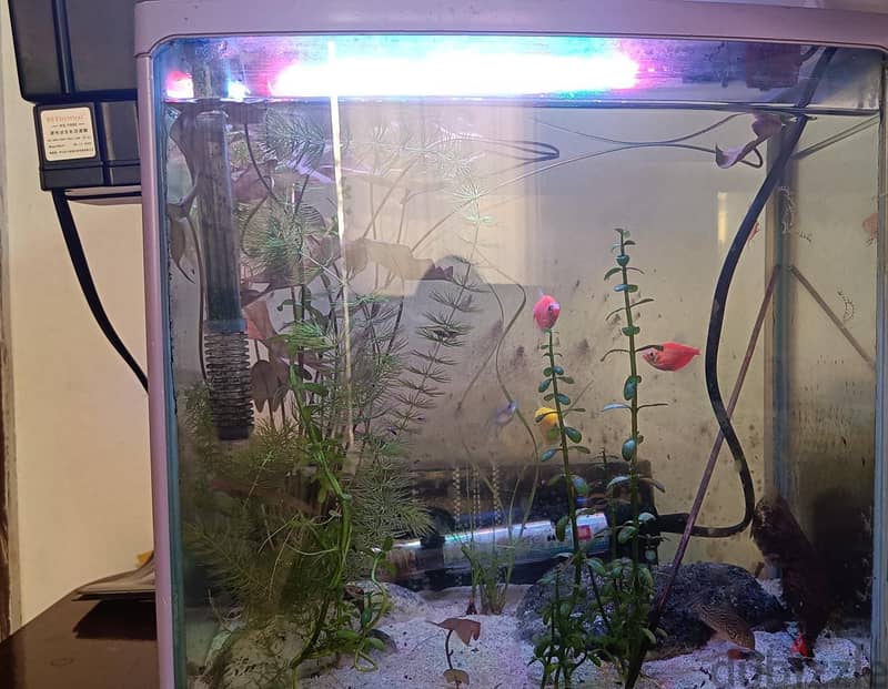 Natural planted aquarium 0