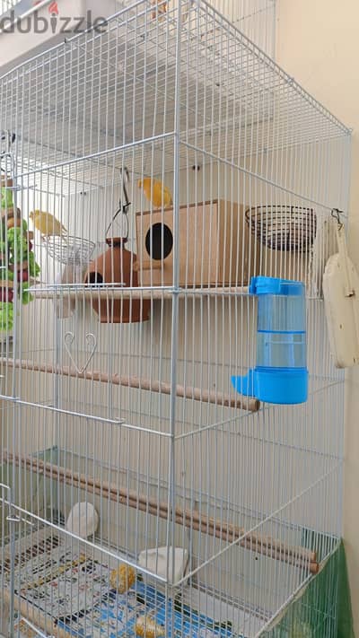 Canary and zebra finches