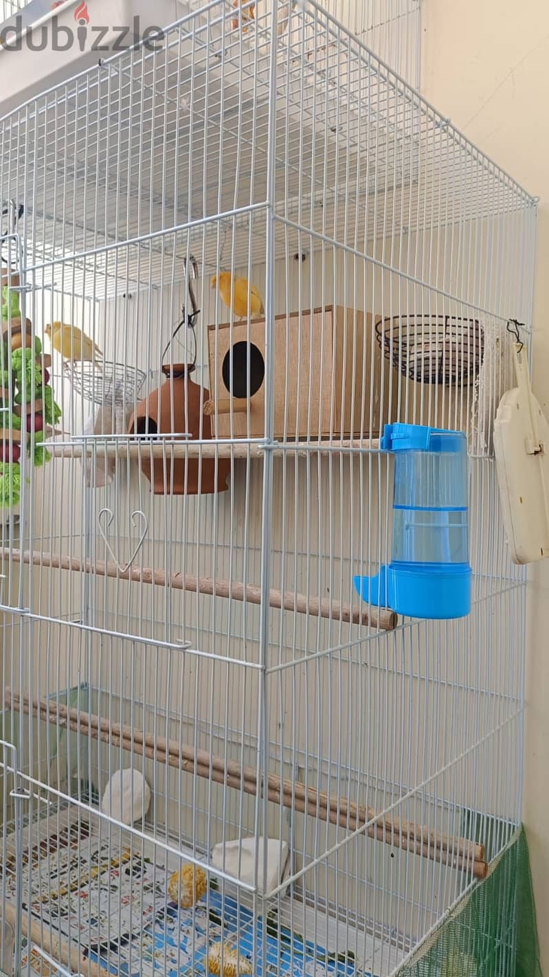 Canary and zebra finches 0