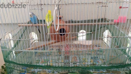 Cage with birds