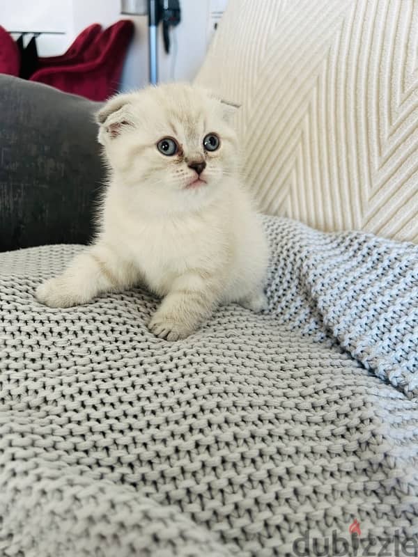 Scottish fold female cats for sale ,46 days old cat ,potty trained 0