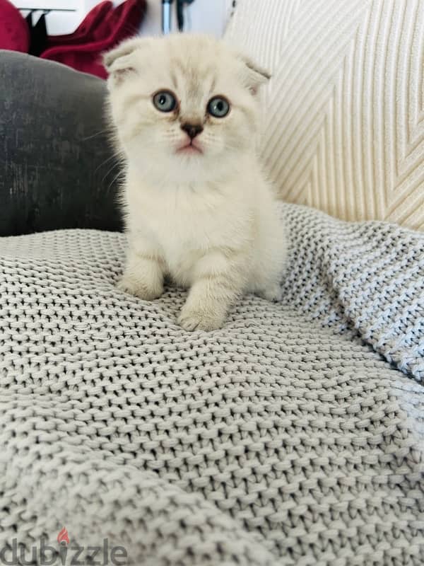 Scottish fold female cats for sale ,46 days old cat ,potty trained 1