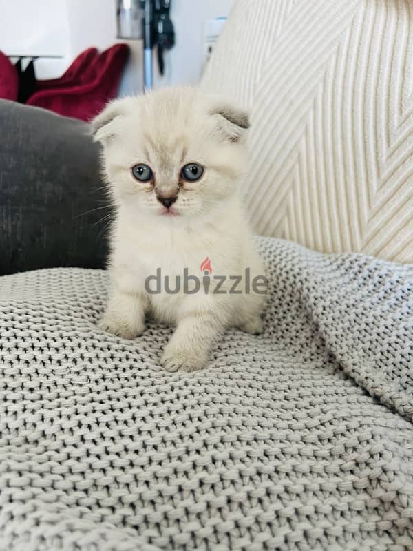 Scottish fold female cats for sale ,46 days old cat ,potty trained 2