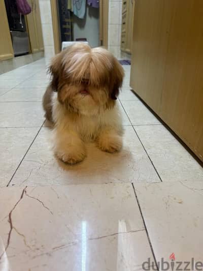 Shiz Tzu Puppy