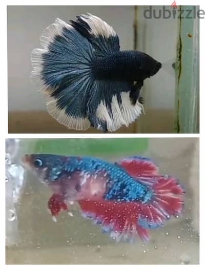 BETTA FISH PAIR