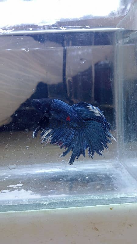 BETTA FISH PAIR 1