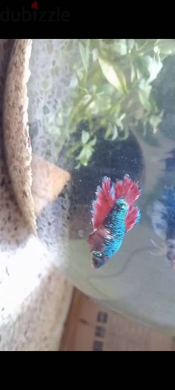 BETTA FISH PAIR 2