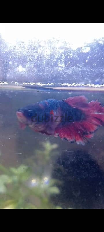 BETTA FISH PAIR 3