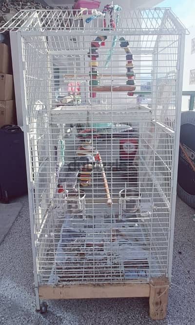 Bird Cage