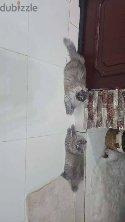 قطط شيرازية /persan kittens