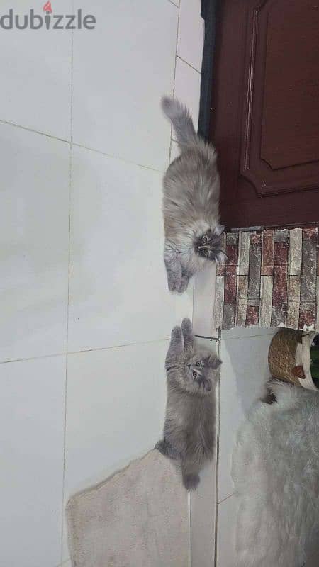 قطط شيرازية /persan kittens 0