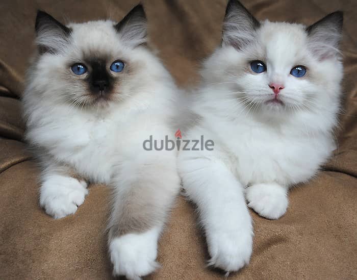 Whatsapp Me +966588993320 Ragdoll kittens 1