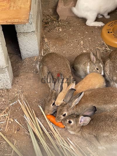 أرنب عماني Omani rabbit